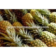 FRESH PINEAPPLES/ FRESH PINEAPPLE